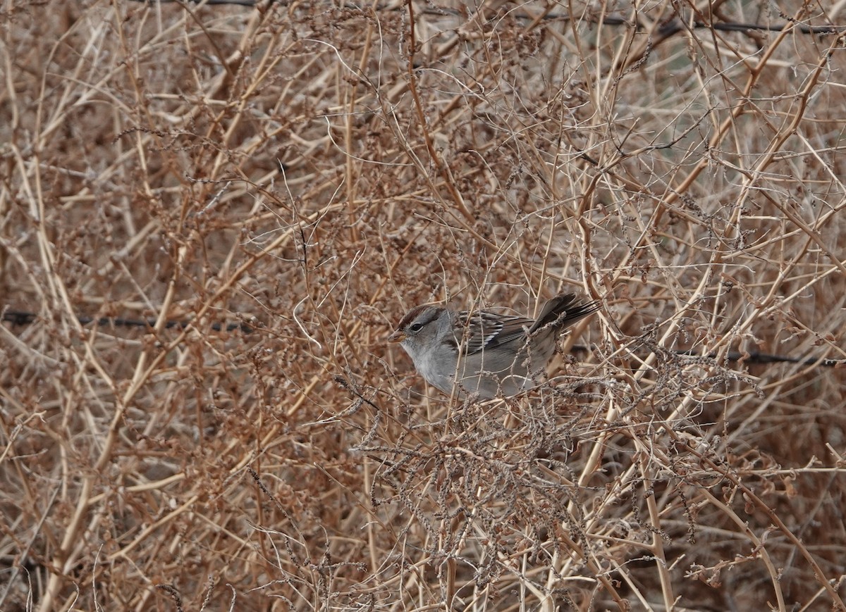 White-crowned Sparrow - ML213934341