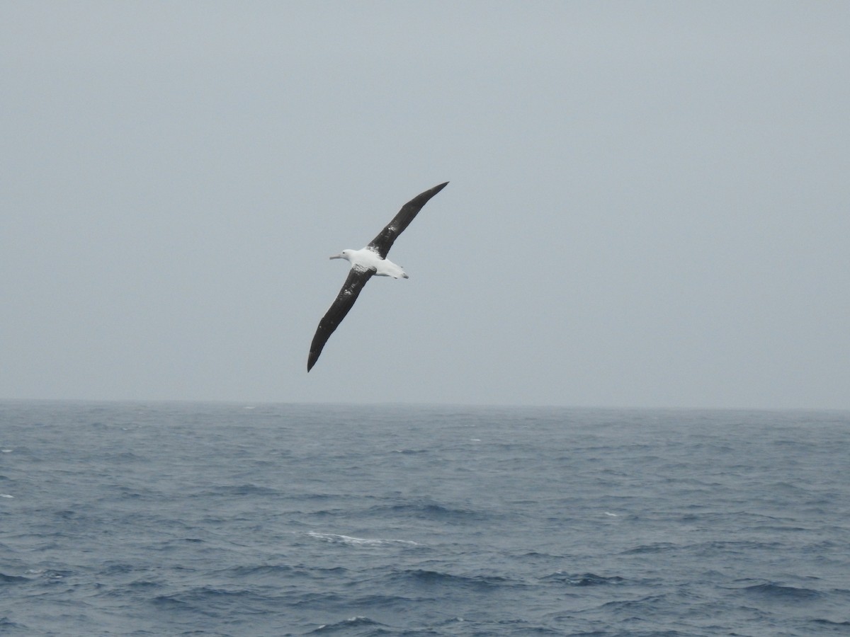 Northern/Southern Royal Albatross - ML213934691