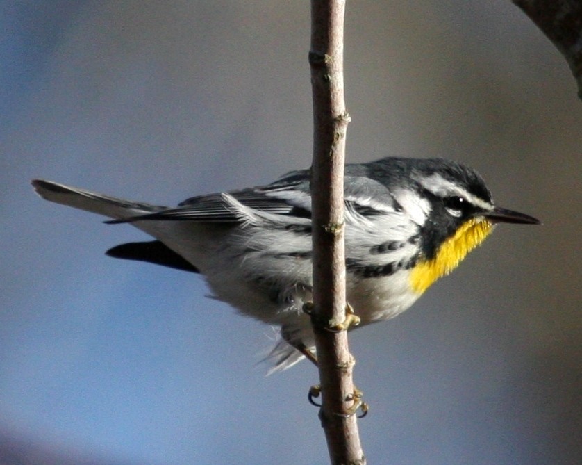 Yellow-throated Warbler - ML21393661