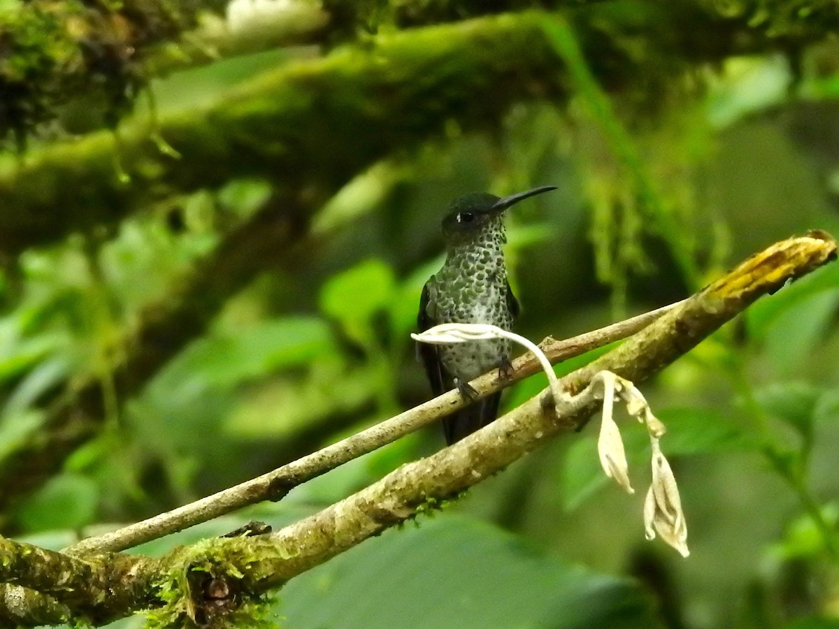 Many-spotted Hummingbird - ML213938231