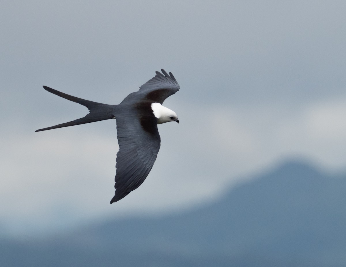 Swallow-tailed Kite - ML213939641