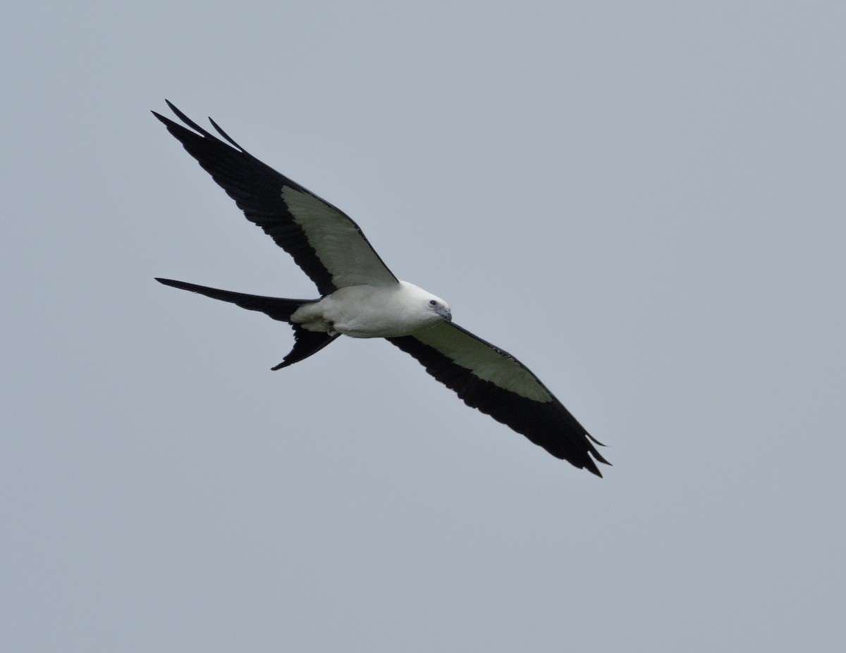 Swallow-tailed Kite - ML213939651