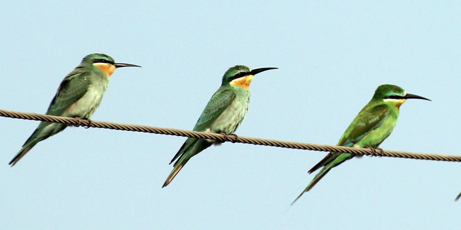 Blue-cheeked Bee-eater - Anil Mahajan