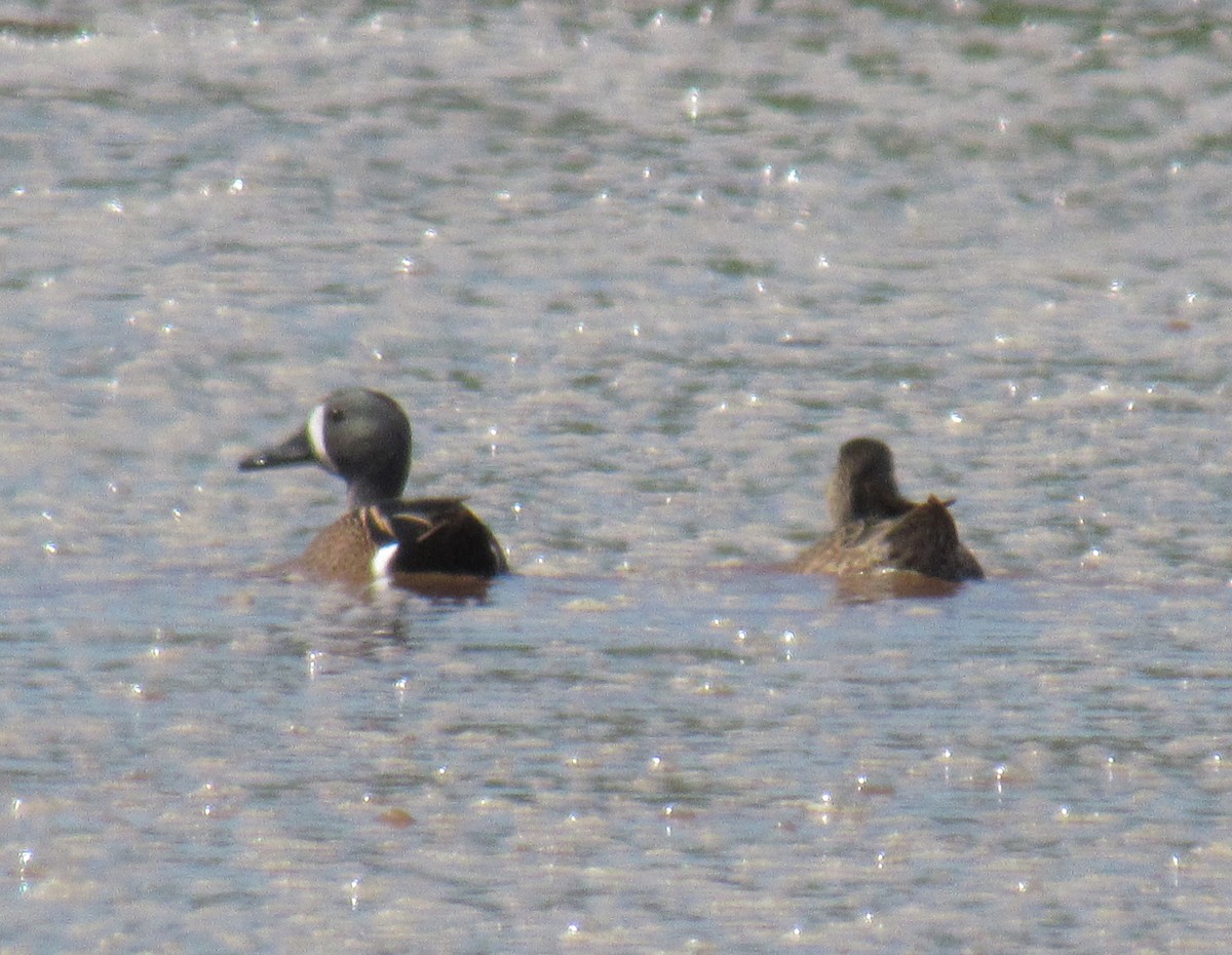 Blue-winged Teal - ML213945301