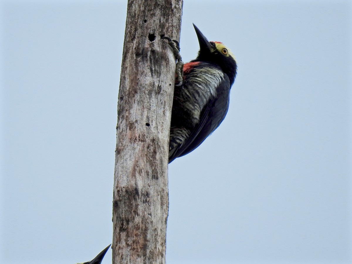 Yellow-tufted Woodpecker - Alison Mews
