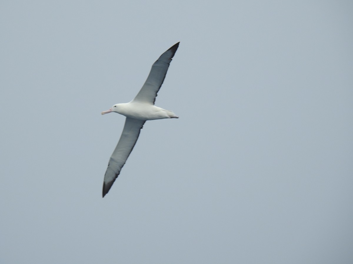 Northern/Southern Royal Albatross - ML213947081