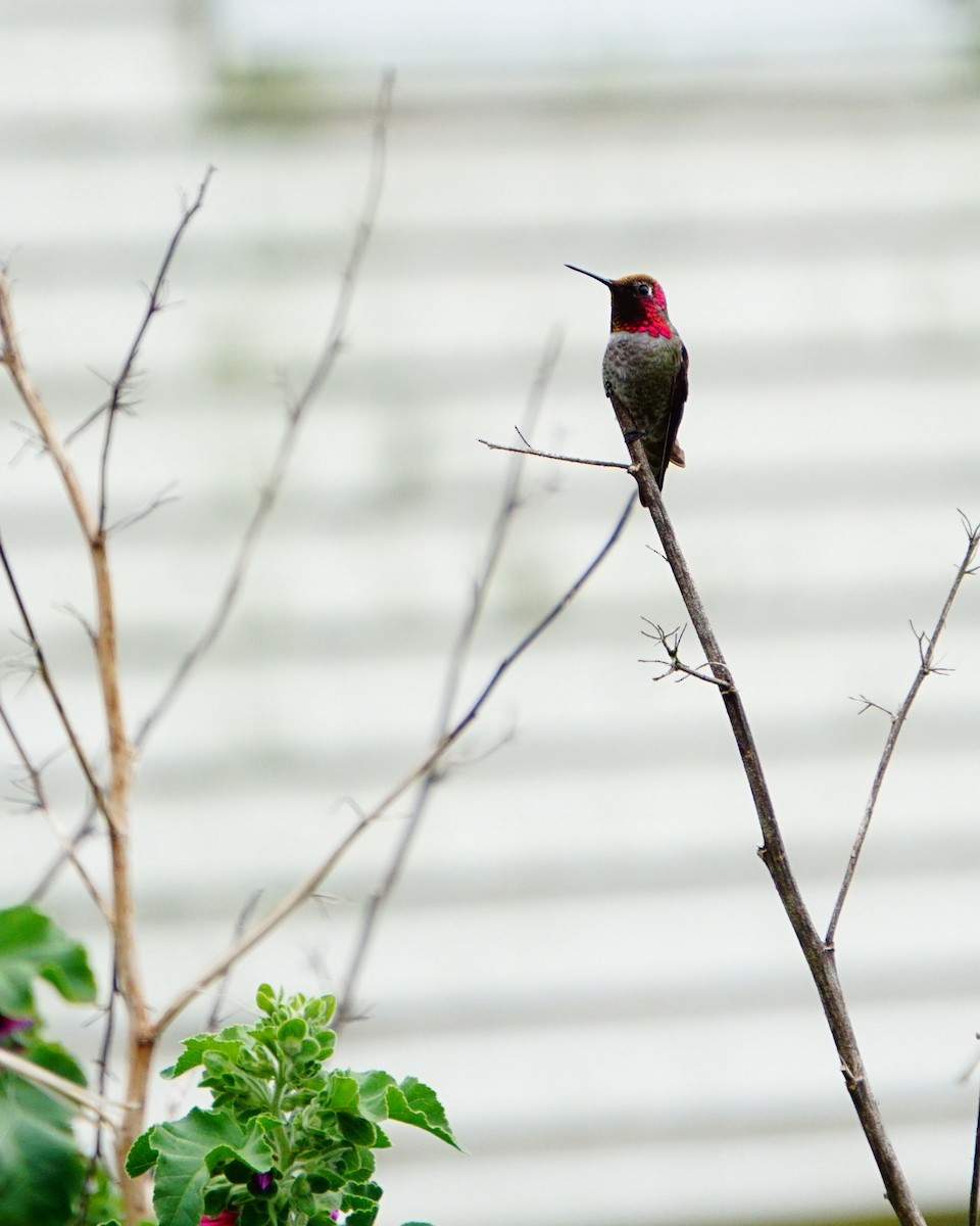 Anna's Hummingbird - ML213948561