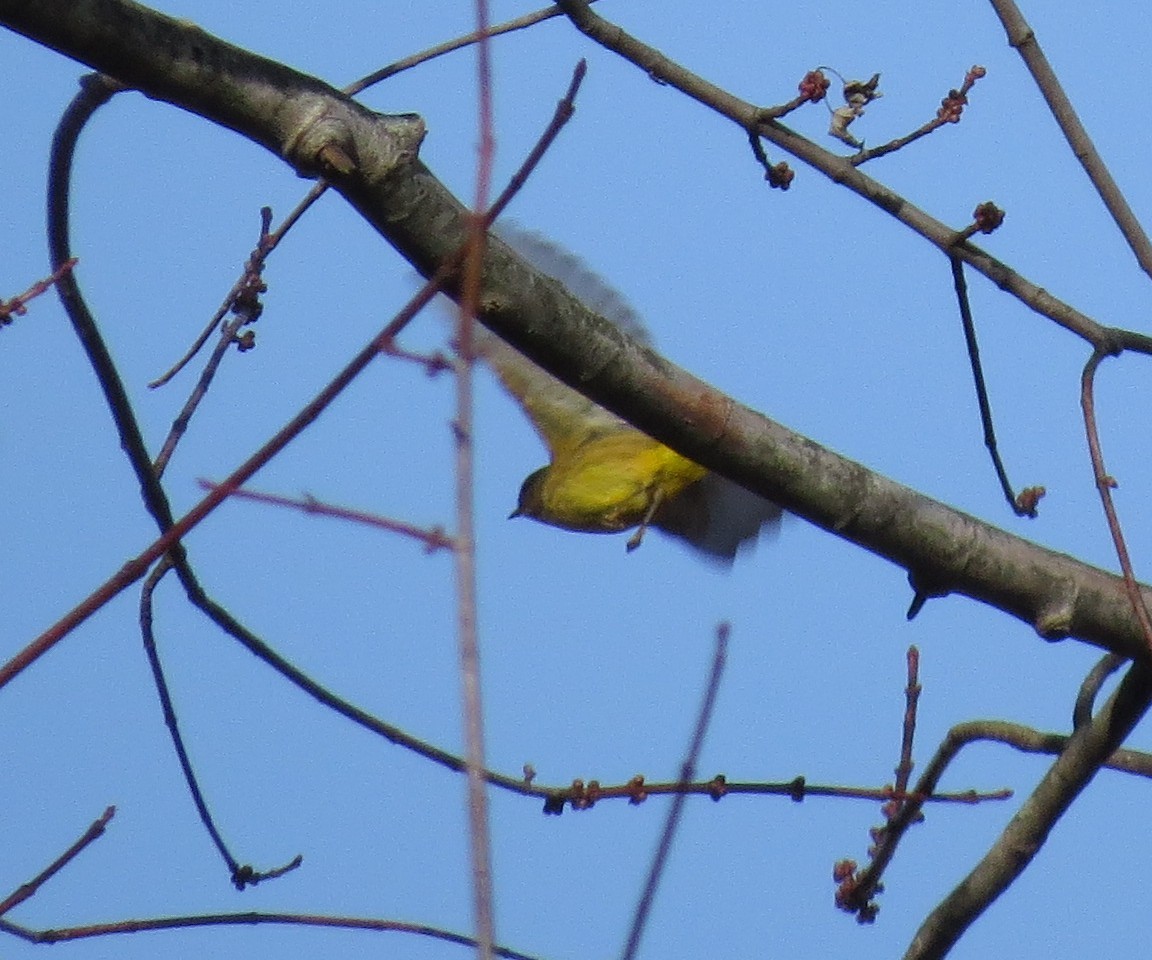 Palm Warbler (Yellow) - Joe Sebastiani