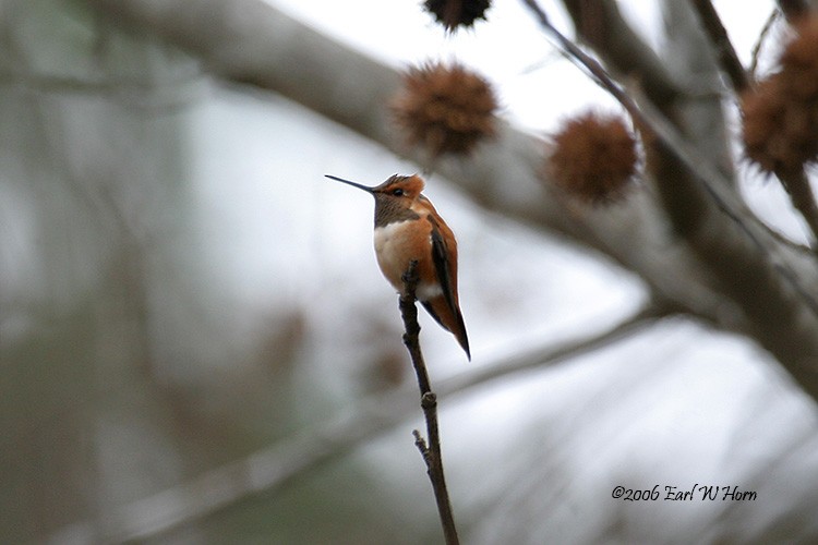 Rufous Hummingbird - Earl Horn