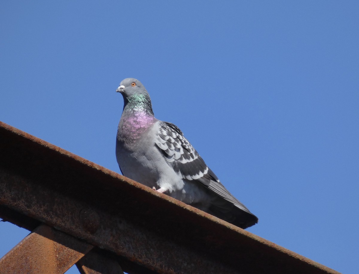 Rock Pigeon (Feral Pigeon) - Eric Huston