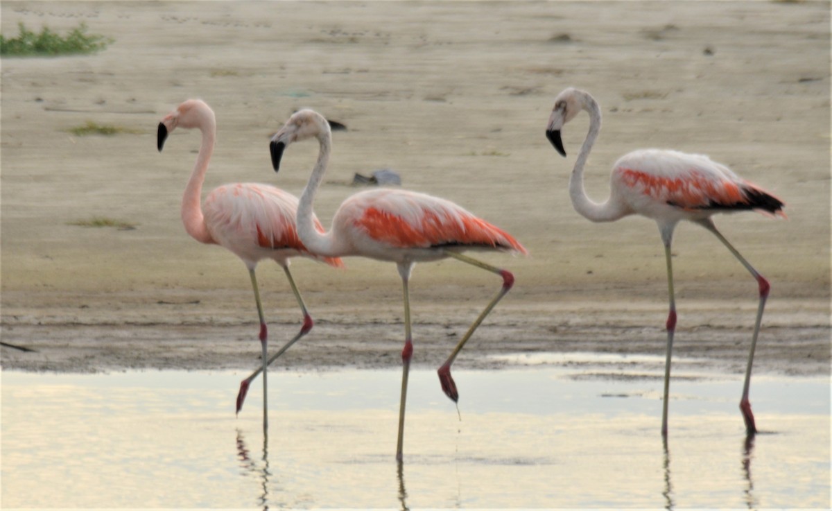 Chilean Flamingo - javier lopez