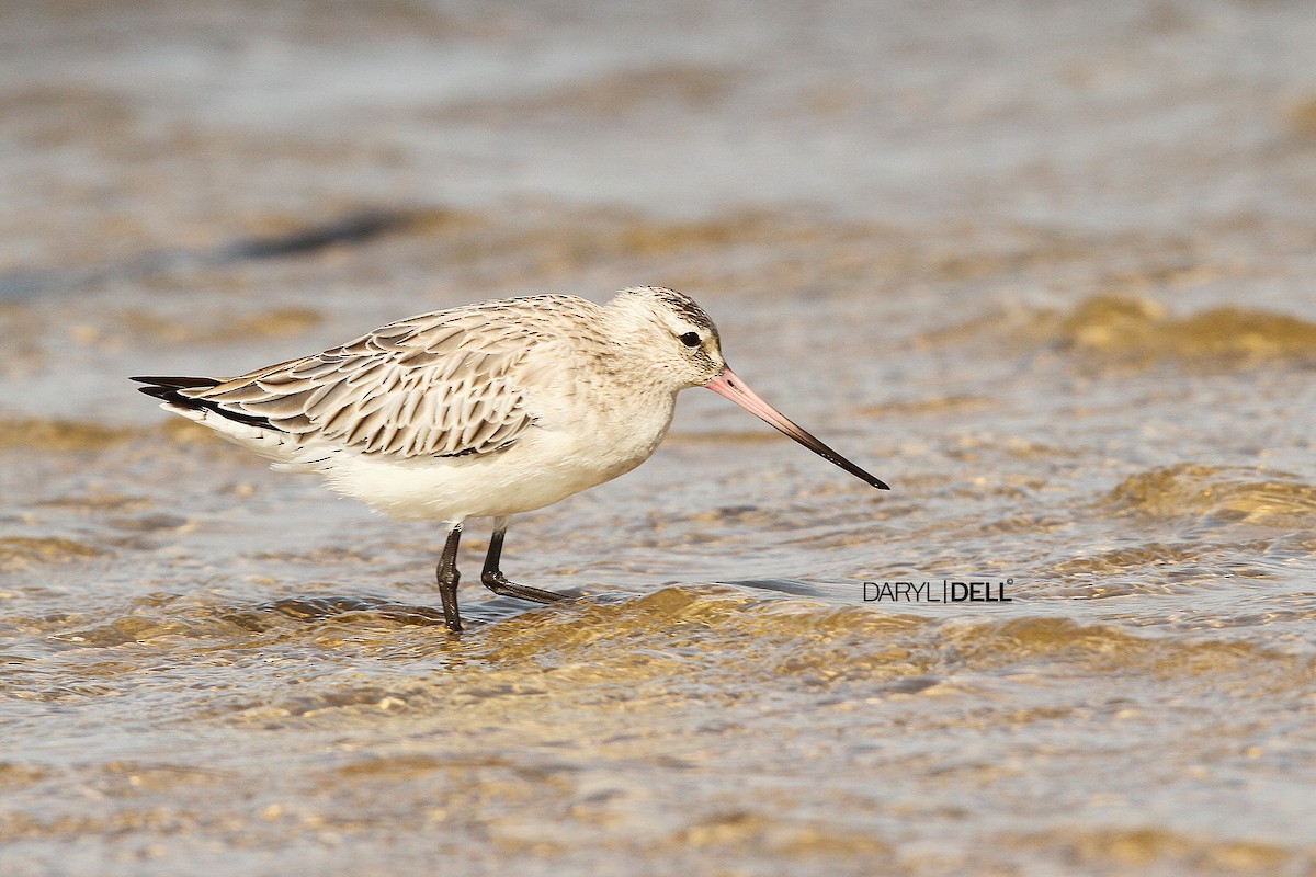 Bar-tailed Godwit - Daryl Dell