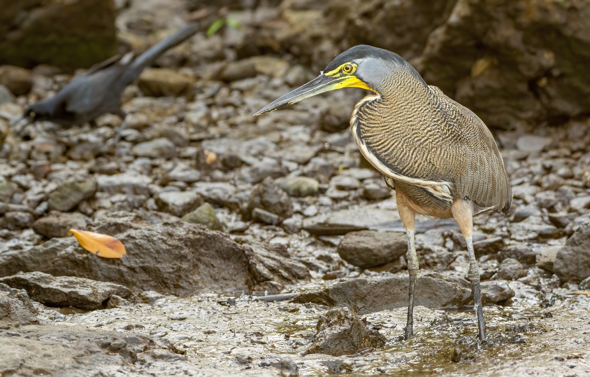 Bare-throated Tiger-Heron - Annie McLeod