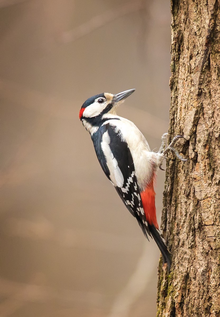 Great Spotted Woodpecker - ML213961551