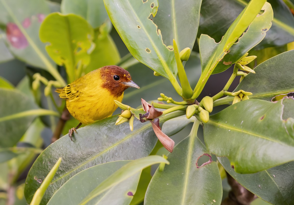 Yellow Warbler (Mangrove) - ML213962761