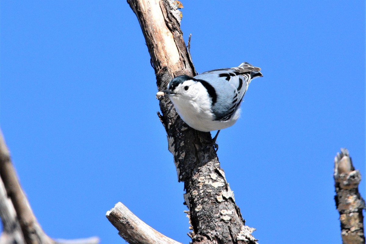 White-breasted Nuthatch (Eastern) - ML213965451