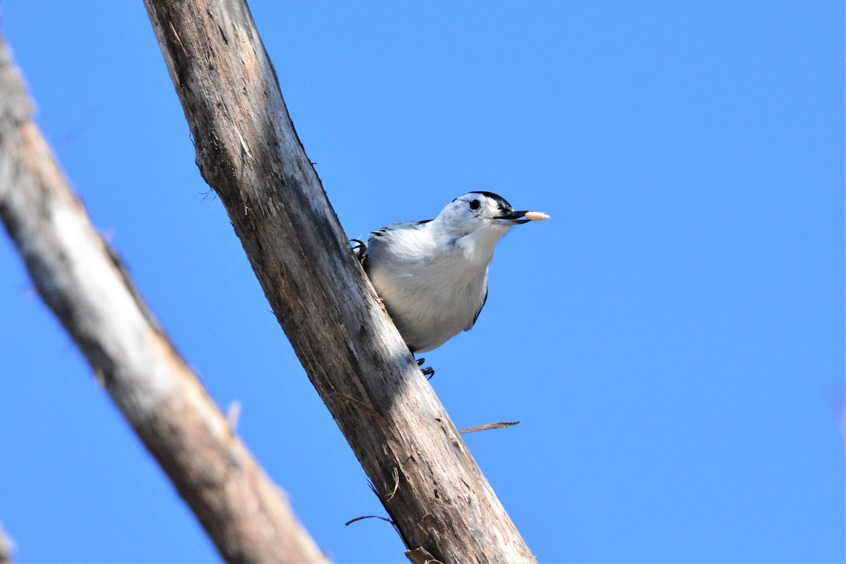White-breasted Nuthatch (Eastern) - ML213965461