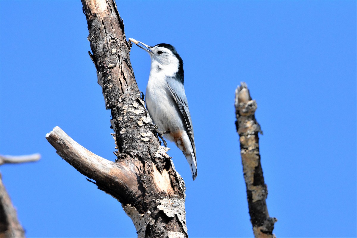 White-breasted Nuthatch (Eastern) - ML213965501