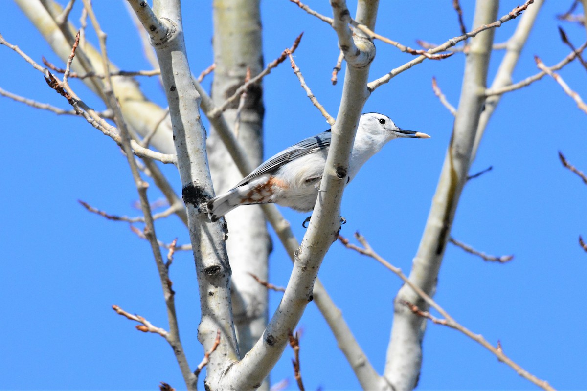 White-breasted Nuthatch (Eastern) - ML213965521