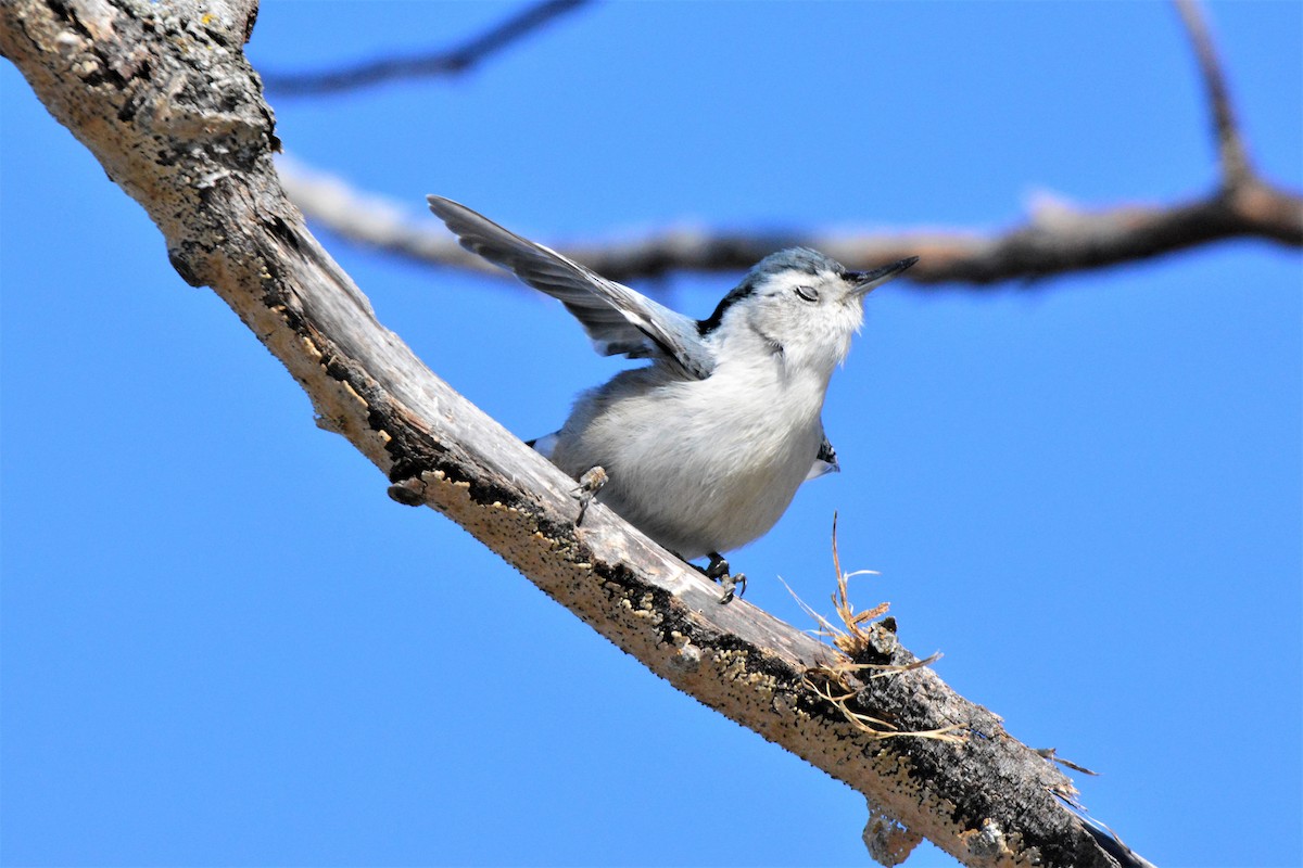 White-breasted Nuthatch (Eastern) - ML213965531
