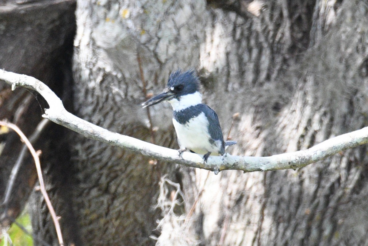 Belted Kingfisher - ML213968851