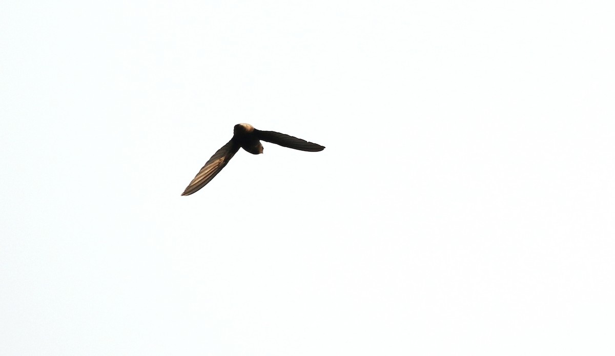 Short-tailed Swift - Richard Greenhalgh