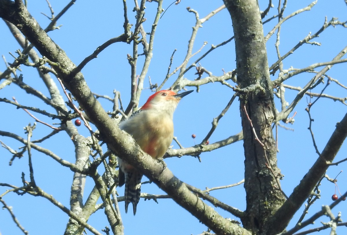 Red-bellied Woodpecker - Margaret Bowman