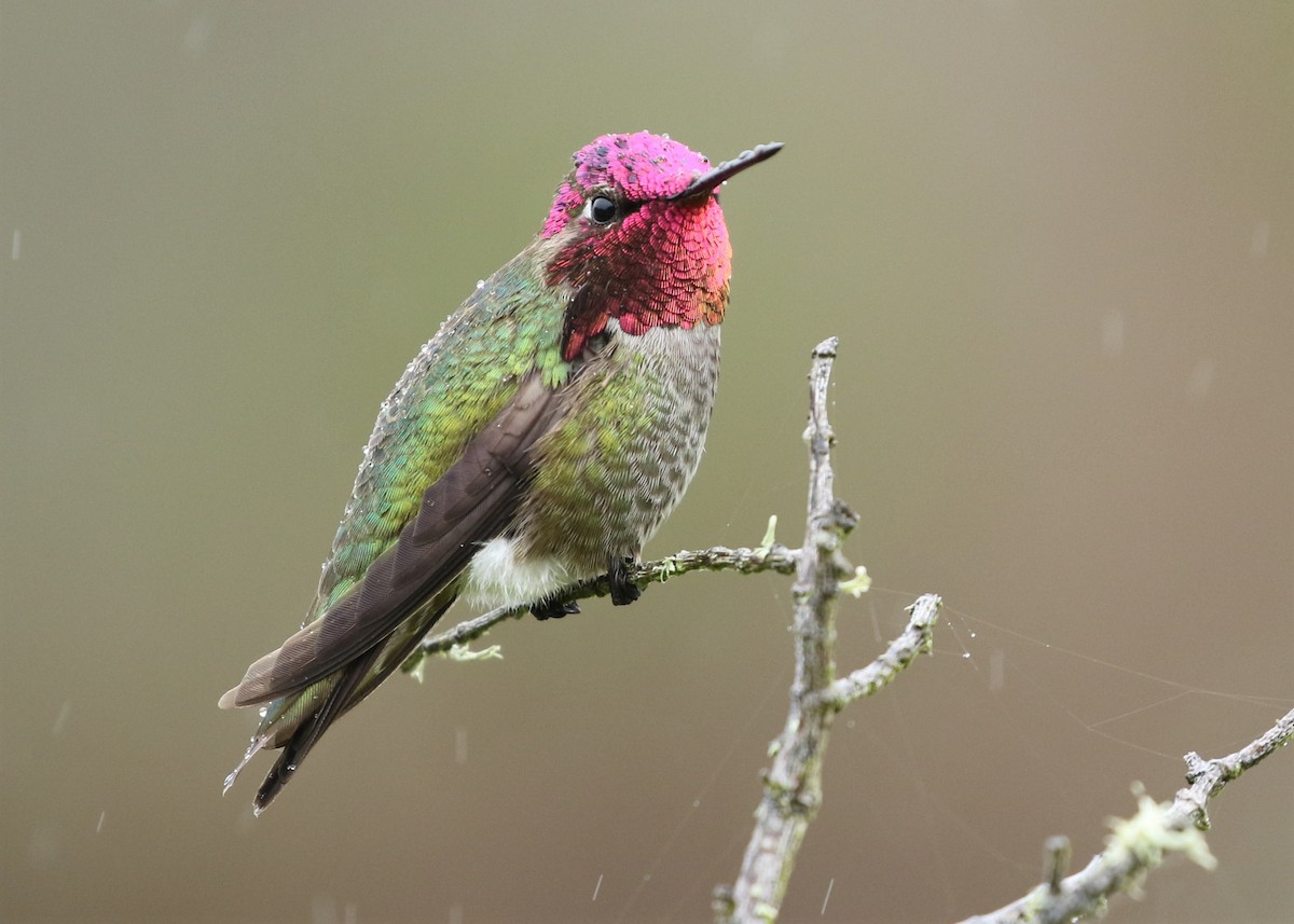 Anna's Hummingbird - Dean LaTray