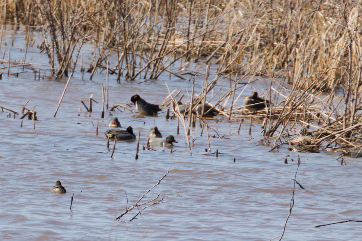 Green-winged Teal - ML213975821