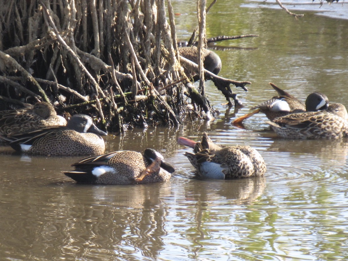 eBird Checklist 7 Mar 2020 Merritt Island NWRBlack Point Wildlife