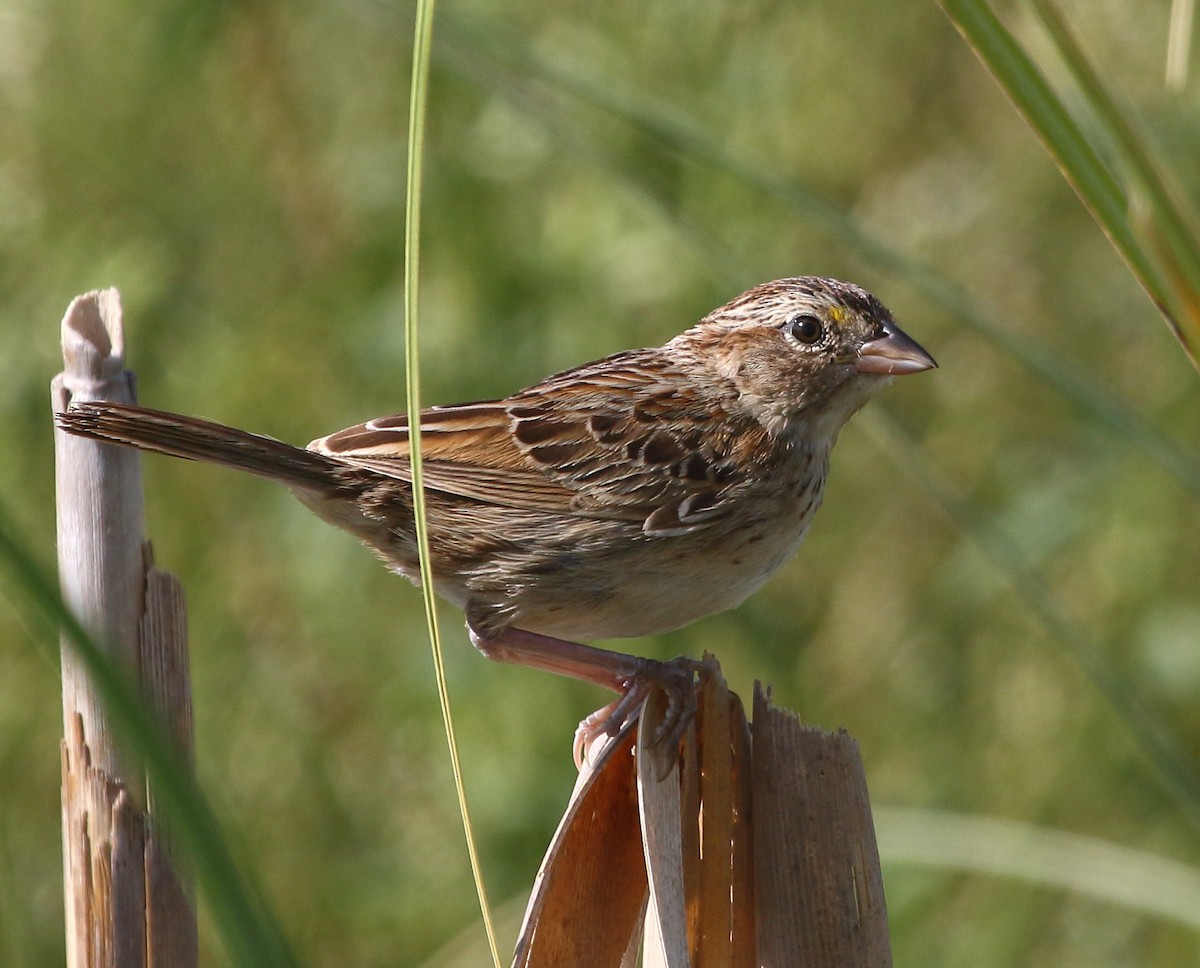 Grassland Sparrow - Daniel Antonio Chiesa