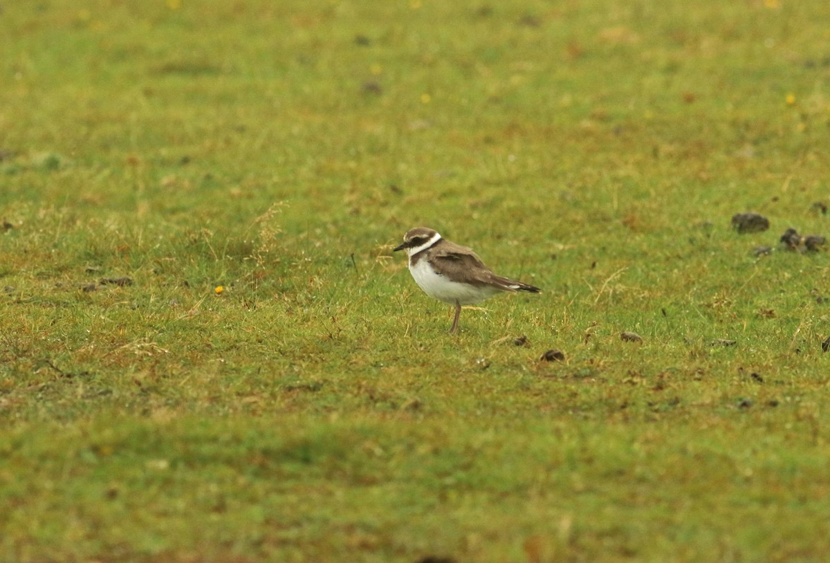 Common Ringed Plover - ML213982331