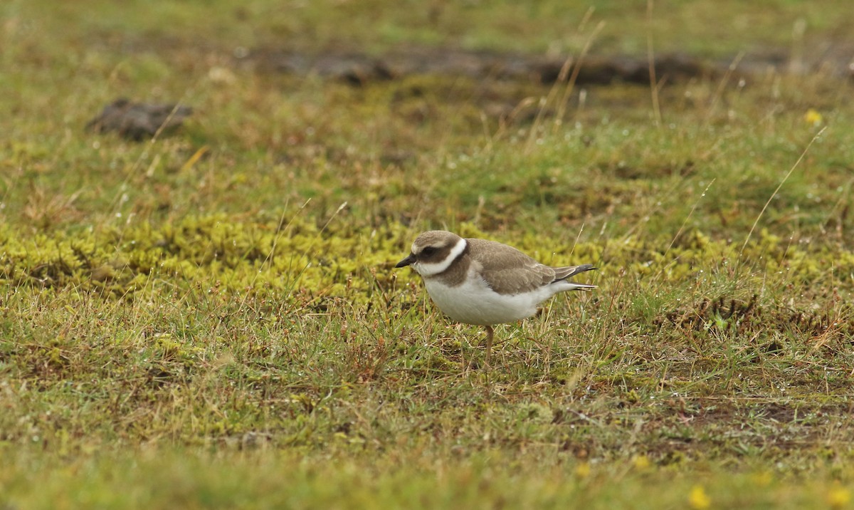 Common Ringed Plover - ML213982411