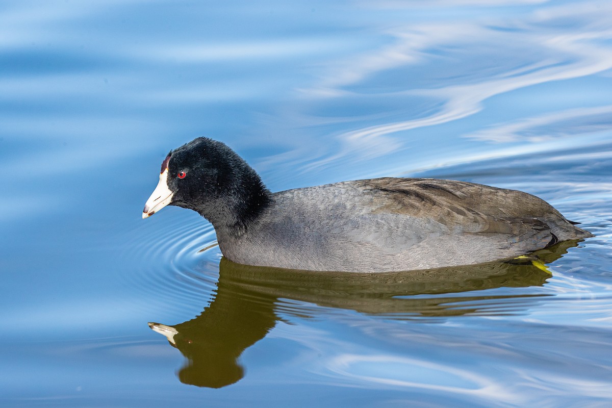 American Coot - Michael Henry