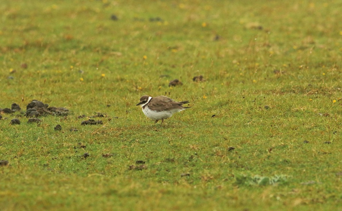 Common Ringed Plover - ML213983261