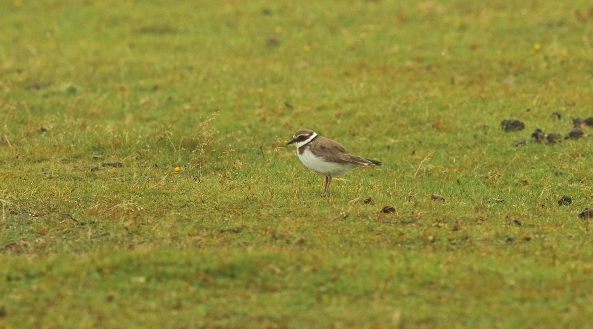 Common Ringed Plover - ML213983551