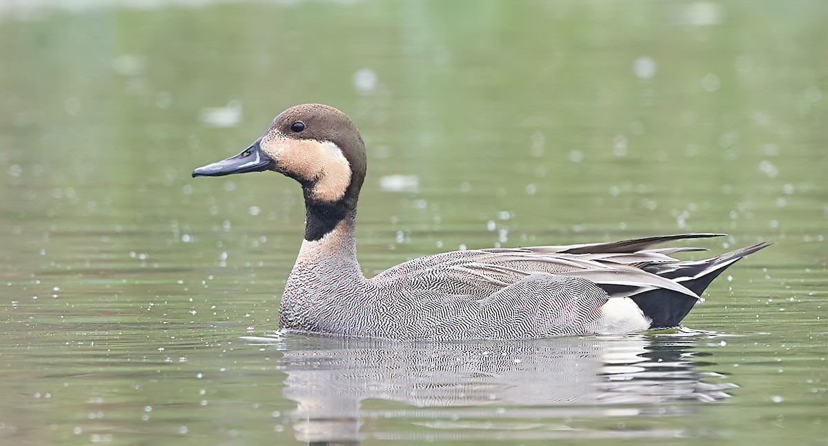 Gadwall x Northern Pintail (hybrid) - Chase Moxley