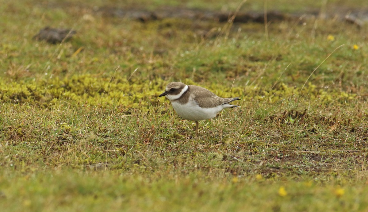 Common Ringed Plover - ML213983671
