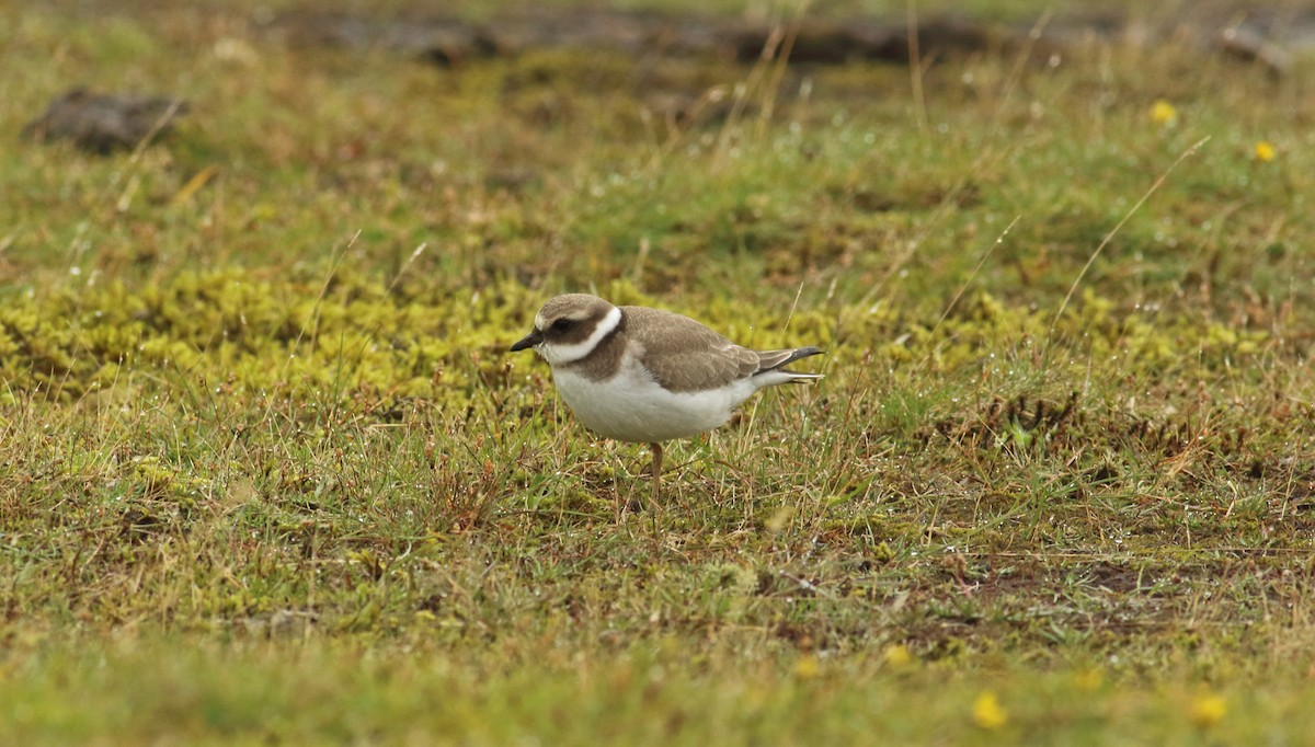 Common Ringed Plover - ML213983781