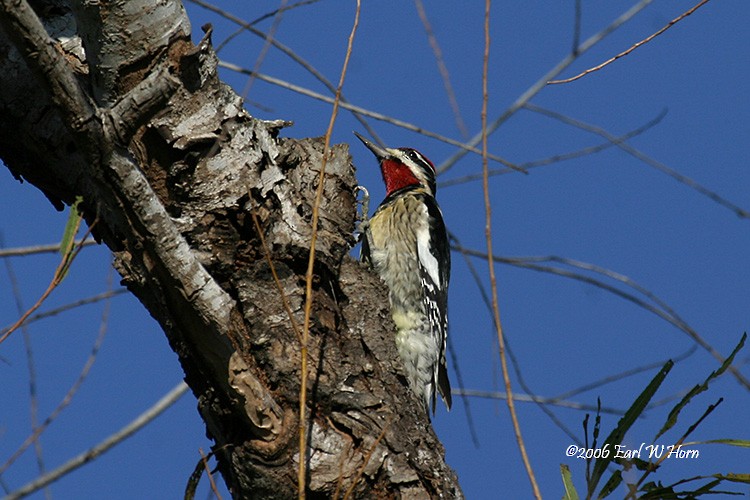Red-naped Sapsucker - Earl Horn