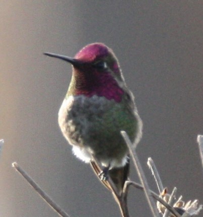 Anna's Hummingbird - ML213999871