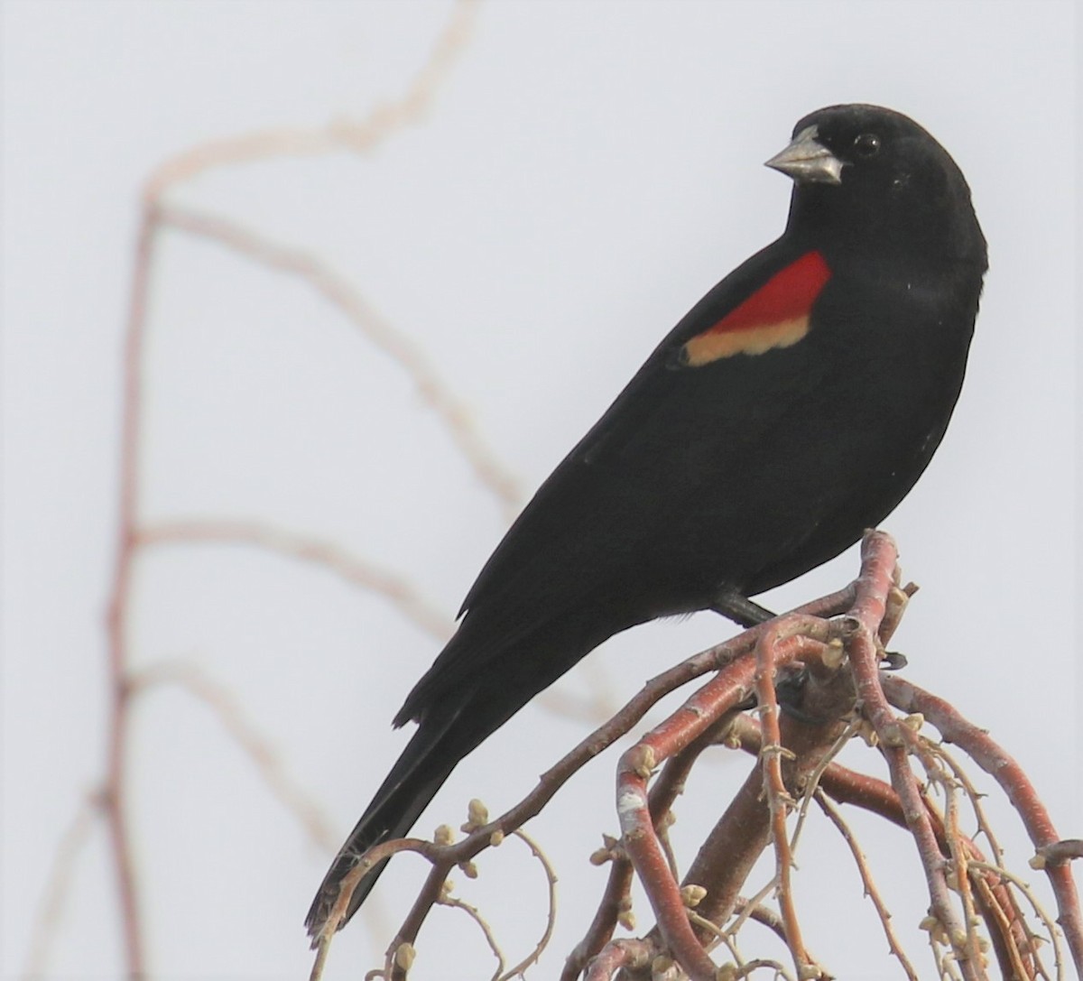 Red-winged Blackbird - ML214002341