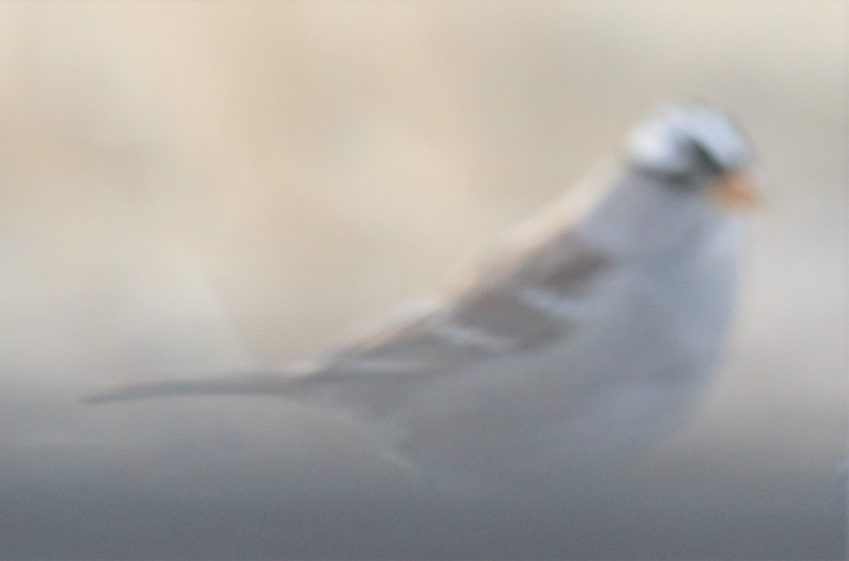White-crowned Sparrow - Janice Vander Molen