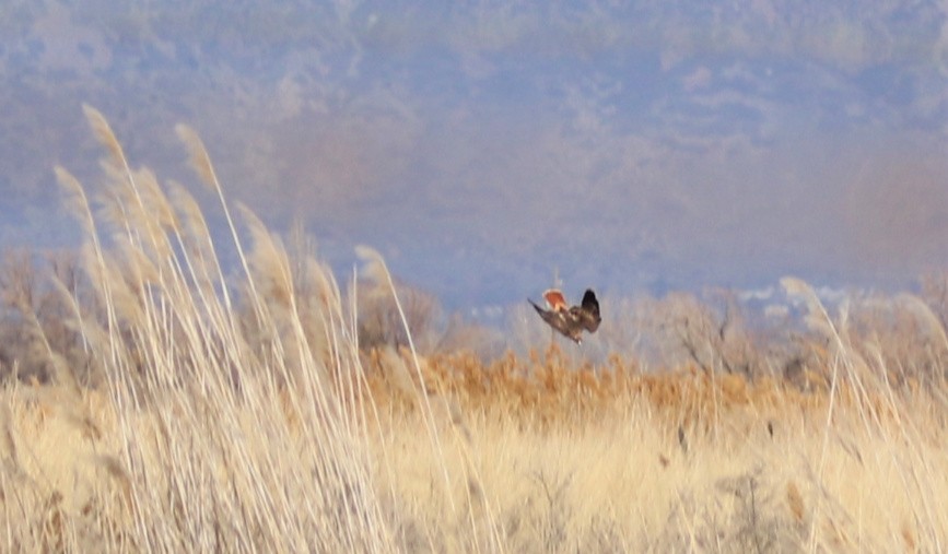 Red-tailed Hawk - Janice Vander Molen