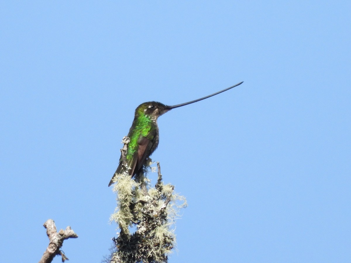 Sword-billed Hummingbird - Albeiro Erazo Farfán