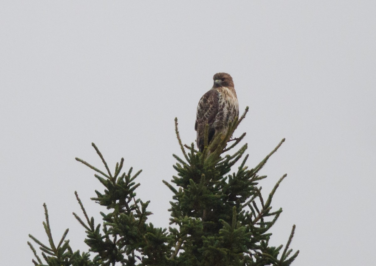 Red-tailed Hawk - ML21400681