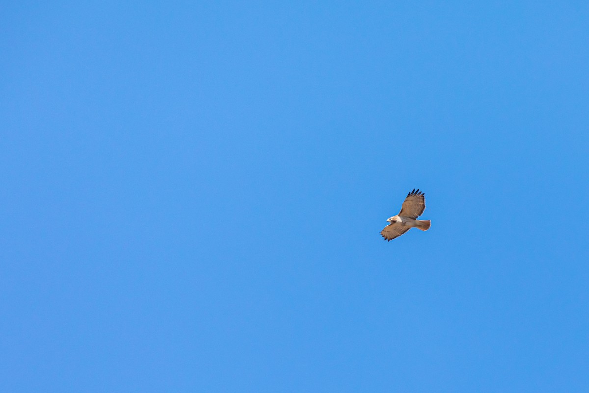 Red-tailed Hawk - ML214006841