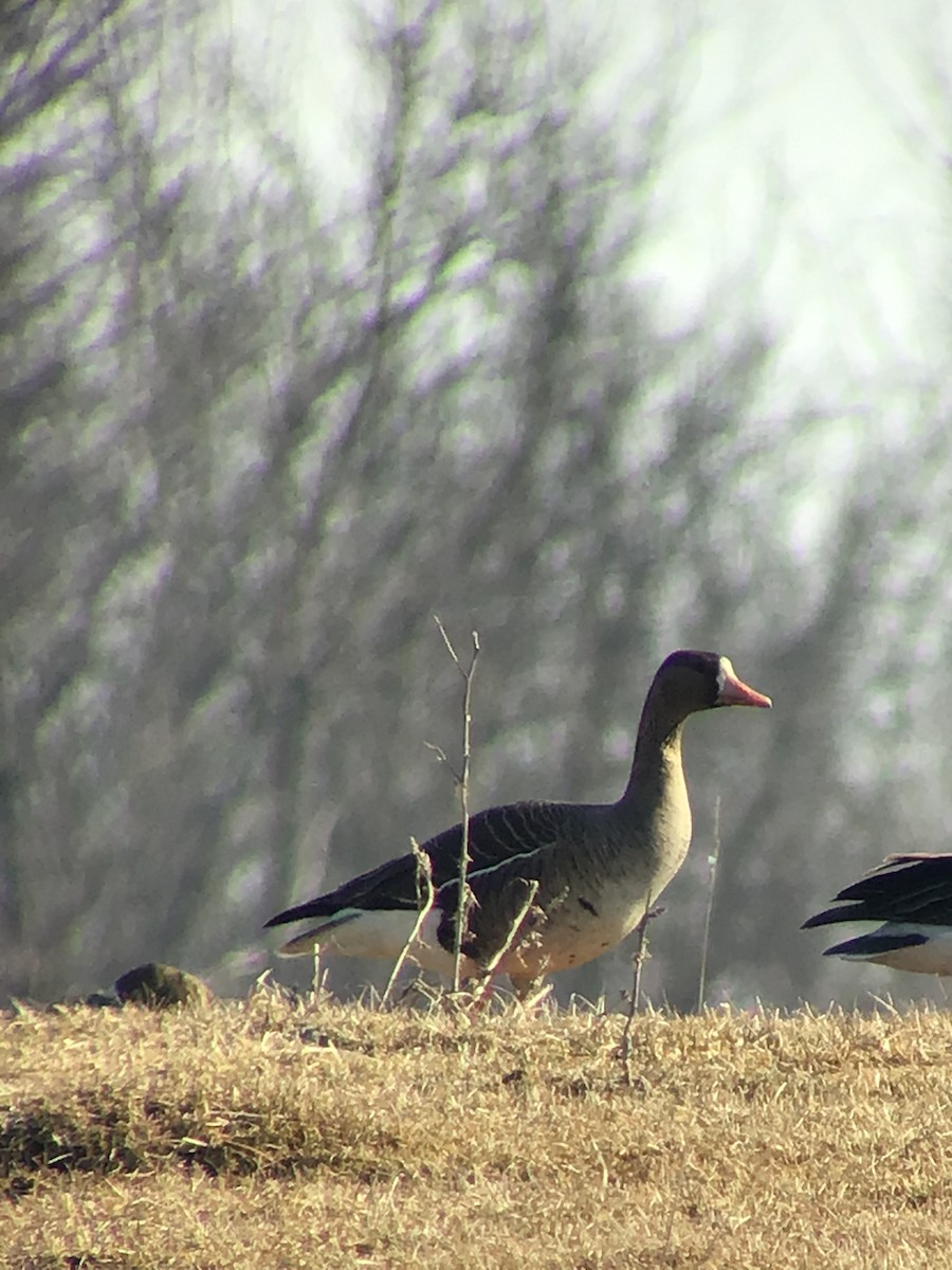 Greater White-fronted Goose - ML214008031