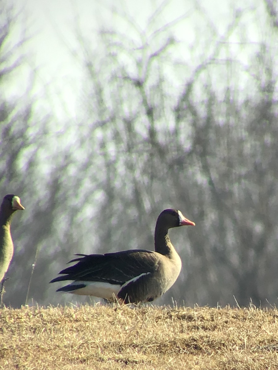 Greater White-fronted Goose - ML214008081