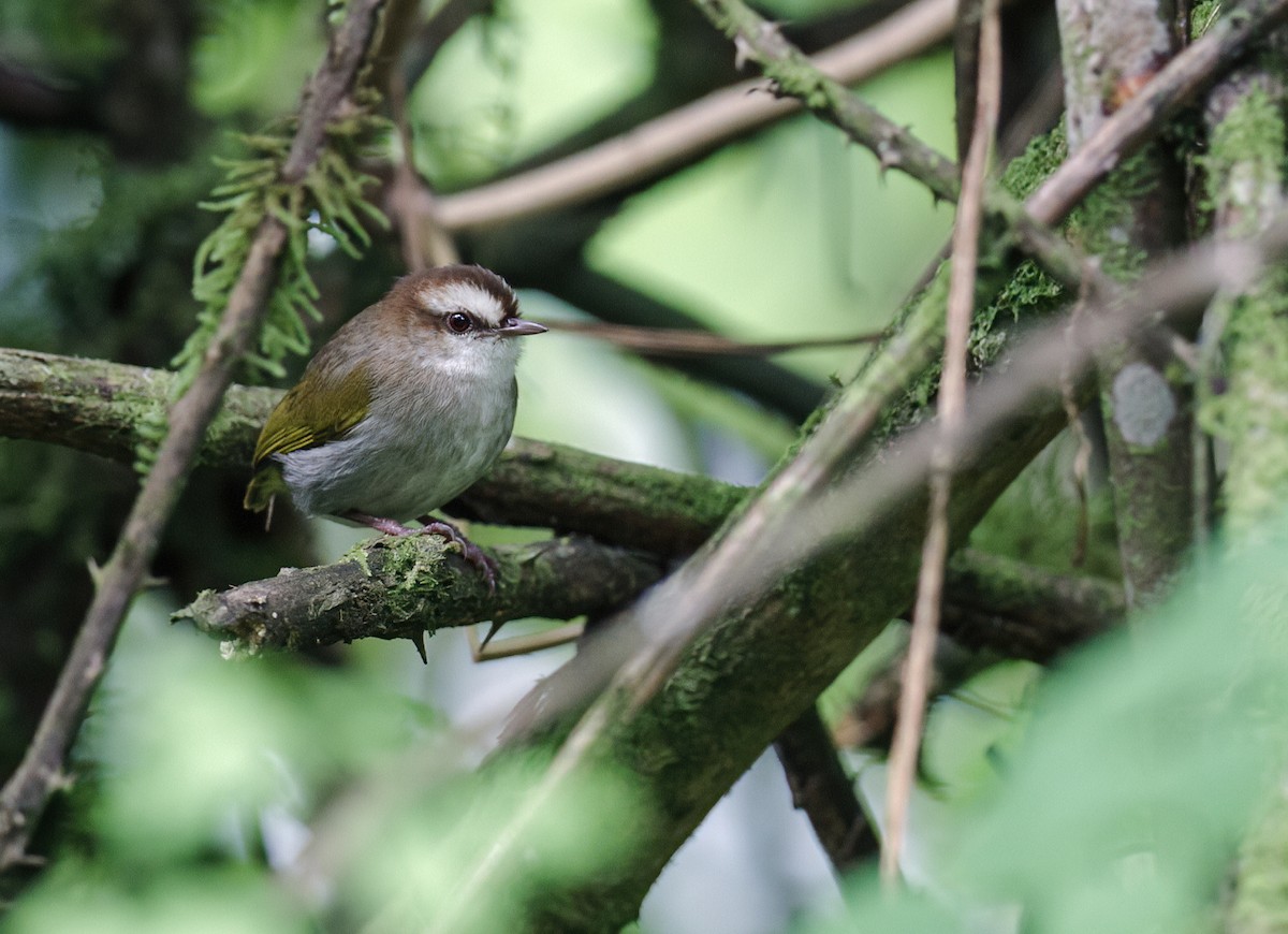 White-browed Crombec (White-browed) - ML214008801